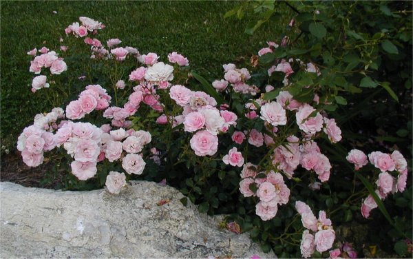 /roses/images/BonicaBush.jpg