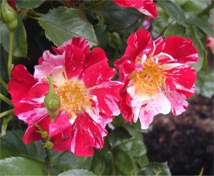 /roses/images/FourthAlt.jpg