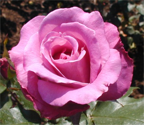 /roses/images/RoyalAmethyst2.jpg