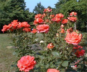 /roses/images/SolitudeBush.jpg