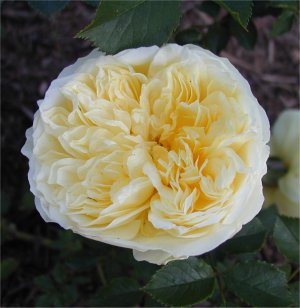 /roses/images/ThePilgrim1.jpg